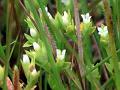 South-Indian Hoppea